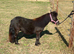 Perfect Therapy Mini Shetland Gelding For Sale