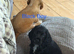 Last 2 KC Registered Cocker Spaniels
