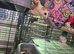 Male and Female leucistic sugar gliders