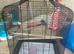 Love budgie cage and budgie
