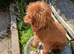 Miniature Poodle.