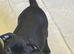 Stunning kc registered Staffordshire bull terriers