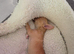 I have adorable little chihuahua for sale