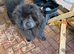Female Chow