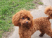 Stunning Asian toy poodle for stud