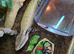 Blue tongue skink with vivid