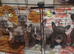 French Bulldog Puppies