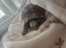 Male Hermanns Tortoise