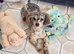 Blue Merle Small Toy Poodle