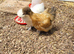 Chickens