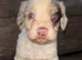 Male springer spaniel puppy for sale