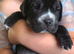 Frenchbulldog cross pups READY 1ST SEPTEMBER 4 BOYS LEFT
