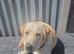 Gorgeous Labrador girl