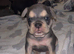 English bulldog x French bulldog pups