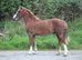 Stunning chestnut colt