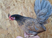 30+ birds chicken, duck, turkeys
