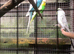 Young budgies