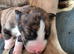 Lurcher puppies for sale