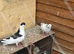 Afghan pigeons for sale