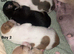 Chihuahua puppies for sale