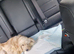 Cockapoo