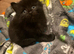 Kittens for sale