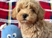 Toy Poodle x Bichon Puppies Teddy Bears