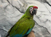 Baby HandReared Super Tame Cuddly Military Macaw Parrot