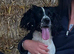 Beautiful striking Traditional English Springer Spaniel Puppies