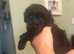 1 female black toy poodle