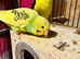 Young Budgies