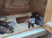 Ferret kits for sale...........polecat....females only....