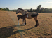 Mare & foal