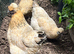 Goldtop hens for sale . 18-24 months old
