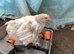 Pekin Bantam chicks