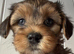 Gorgeous Maltipoo puppies 2 girls and 2 boys ready to go on 26th July
