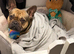 Male French bulldog