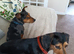 2 x Dachshund Cross