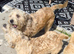 Two Glen of amaal Terriers pups