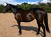 Beautiful 15.1 mare PC/Event SJ/Hack