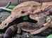 Black Night Female Leopard gecko