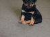 Top quality rottweiler puppies