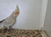 16 week old semi tame cockatiel