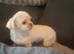 Female imperial shihtzu