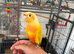 Sun cheek conure