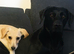 Labrador pup 10 months old
