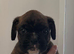 8 KC boxer puppies for sale