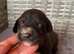 Bedlington whippet puppy looking for his home 8th October