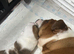 English bulldog gorgeous pups KC registered genuine breed colours