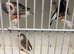 Finches for Sale